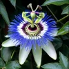 Passiflora Blue Live Starter Plant - Passion Flower Vine, 4-6 Inch Tall, Outdoor - Image 1