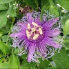 Passiflora Lady Lavender Live Starter Plant - 4-6 Inch Tall Vine Passiflora Lady Lavender Live Starter Plant - 4-6 Inch Tall Vine - Image 1