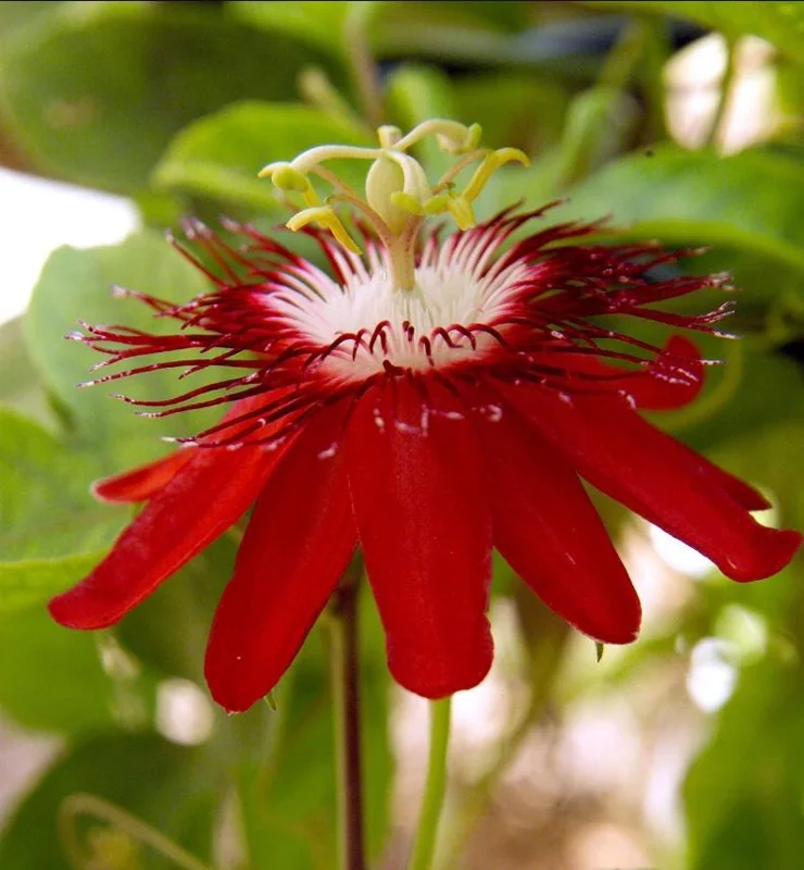 Passiflora Lady Margaret Live Plant - Flower Vine Starter, 4-6 Inch Tall Passiflora Lady Margaret Live Plant - Flower Vine Starter, 4-6 Inch Tall - Image 2