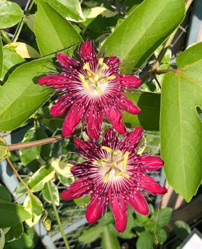 Passiflora Lady Margaret Live Plant - Flower Vine Starter, 4-6 Inch Tall Passiflora Lady Margaret Live Plant - Flower Vine Starter, 4-6 Inch Tall - Image 3