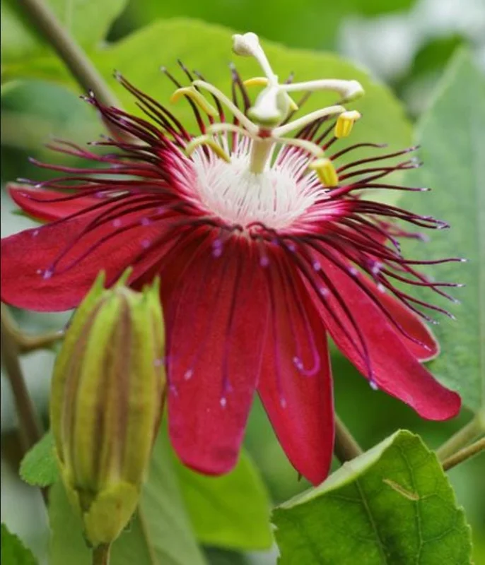 Passiflora Lady Margaret Live Plant - Flower Vine Starter, 4-6 Inch Tall Passiflora Lady Margaret Live Plant - Flower Vine Starter, 4-6 Inch Tall - Image 4