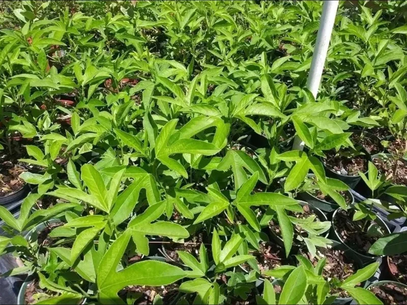 Passiflora Lady Margaret Live Plant - Flower Vine Starter, 4-6 Inch Tall Passiflora Lady Margaret Live Plant - Flower Vine Starter, 4-6 Inch Tall - Image 5