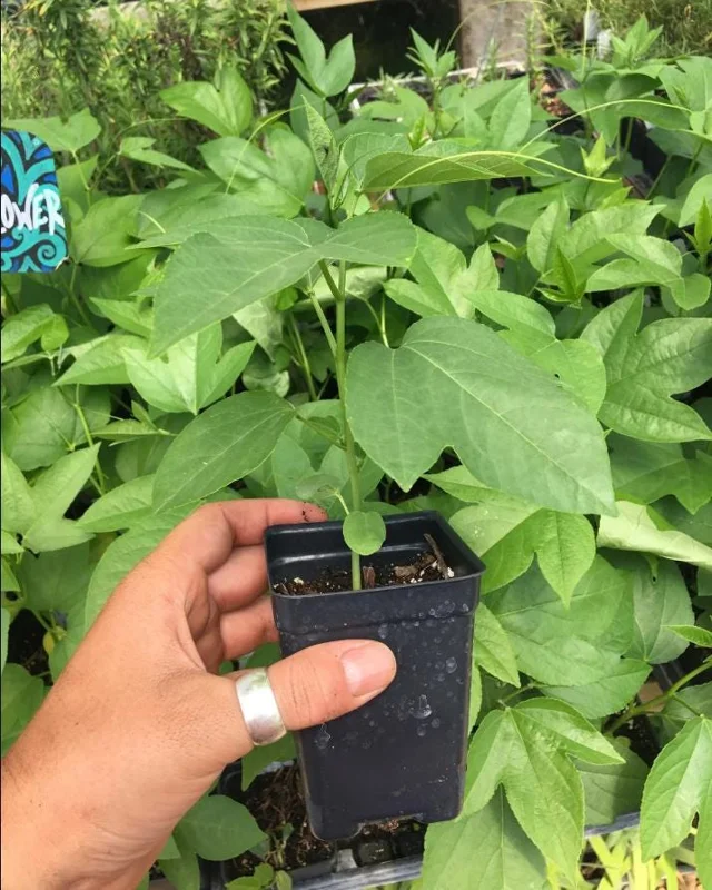 Passiflora Lady Margaret Live Plant - Flower Vine Starter, 4-6 Inch Tall Passiflora Lady Margaret Live Plant - Flower Vine Starter, 4-6 Inch Tall - Image 7