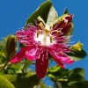 Passiflora Lady Margaret Live Plant - Flower Vine Starter, 4-6 Inch Tall - Image 1