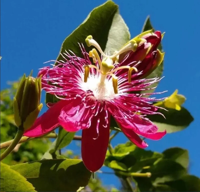 Passiflora Lady Margaret Live Plant - Flower Vine Starter, 4-6 Inch Tall Passiflora Lady Margaret Live Plant - Flower Vine Starter, 4-6 Inch Tall - Image 1
