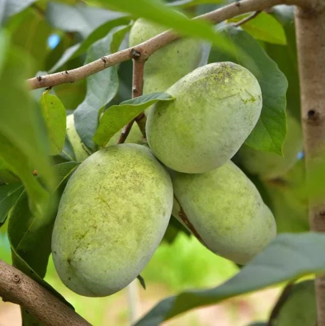 Paw Paw Tree Live Plant - Asimina triloba - 6-12" Tall - Quart Pot - Native Fruit - Image 2
