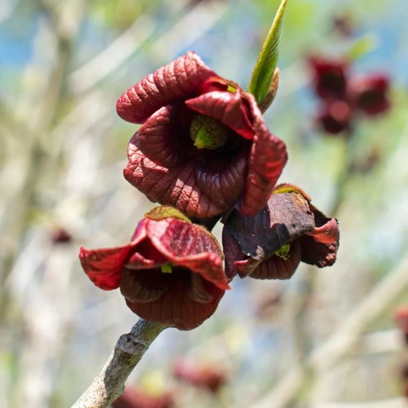 Paw Paw Tree Live Plant - Asimina triloba - 6-12" Tall - Quart Pot - Native Fruit Paw Paw Tree Live Plant - Asimina triloba - 6-12" Tall - Quart Pot - Native Fruit - Image 5