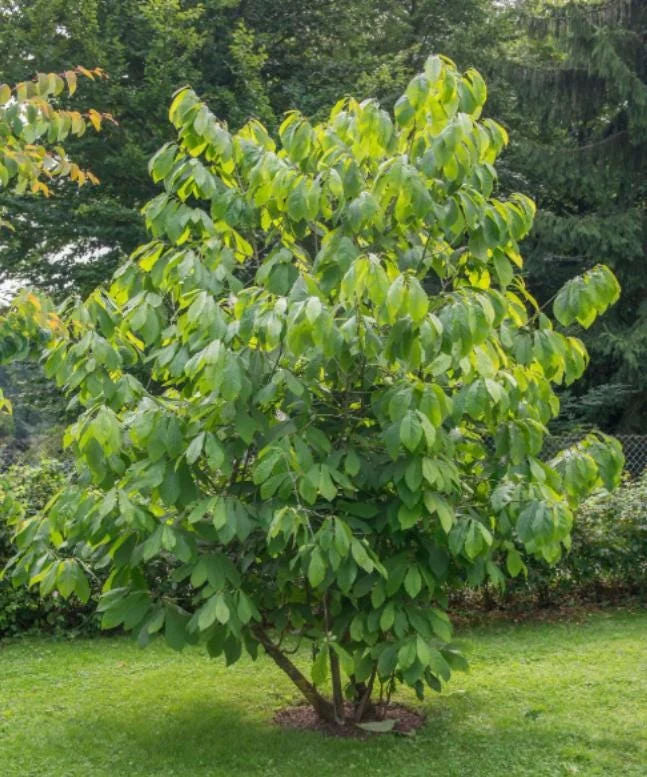 Paw Paw Tree Live Plant - Asimina triloba - 6-12" Tall - Quart Pot - Native Fruit Paw Paw Tree Live Plant - Asimina triloba - 6-12" Tall - Quart Pot - Native Fruit - Image 7