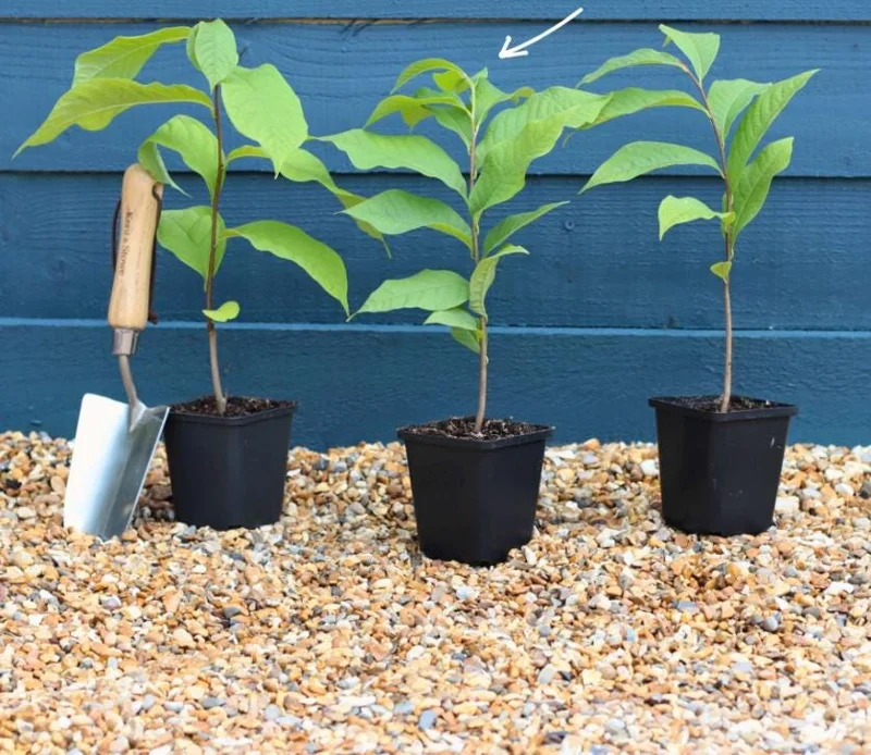 Paw Paw Tree Live Plant - Asimina triloba - 6-12" Tall - Quart Pot - Native Fruit Paw Paw Tree Live Plant - Asimina triloba - 6-12" Tall - Quart Pot - Native Fruit - Image 8