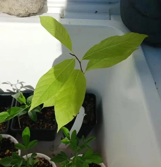 Paw Paw Tree Live Plant - Asimina triloba - 6-12" Tall - Quart Pot - Native Fruit Paw Paw Tree Live Plant - Asimina triloba - 6-12" Tall - Quart Pot - Native Fruit - Image 9