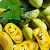 PawPaw Tree Seeds - 10 Edible Fruit Tree Seeds for Planting - Image 1