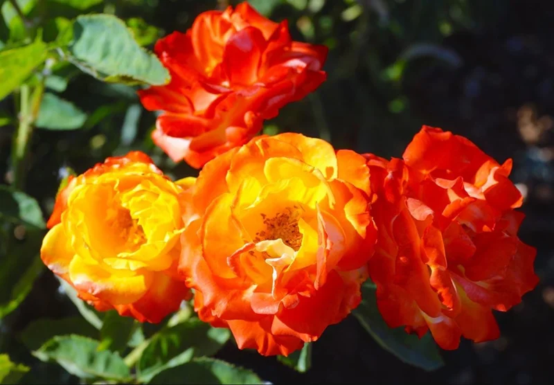 Pinata Climbing Rose Plant Live, Orange & Yellow Heirloom Rose, 4-6 Inch Tall Pinata Climbing Rose Plant Live, Orange & Yellow Heirloom Rose, 4-6 Inch Tall - Image 3