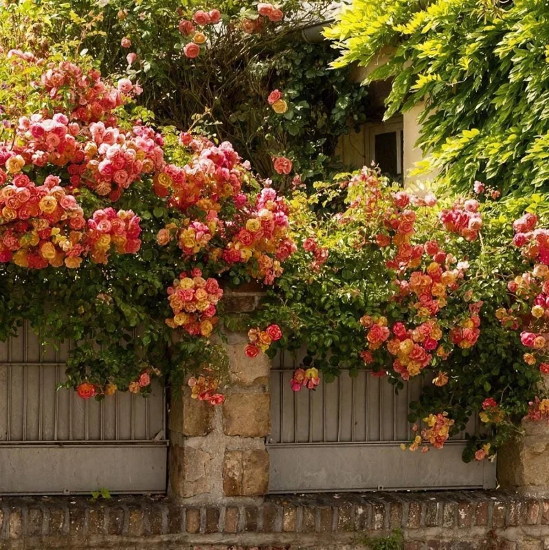 Pinata Climbing Rose Plant Live, Orange & Yellow Heirloom Rose, 4-6 Inch Tall Pinata Climbing Rose Plant Live, Orange & Yellow Heirloom Rose, 4-6 Inch Tall - Image 4