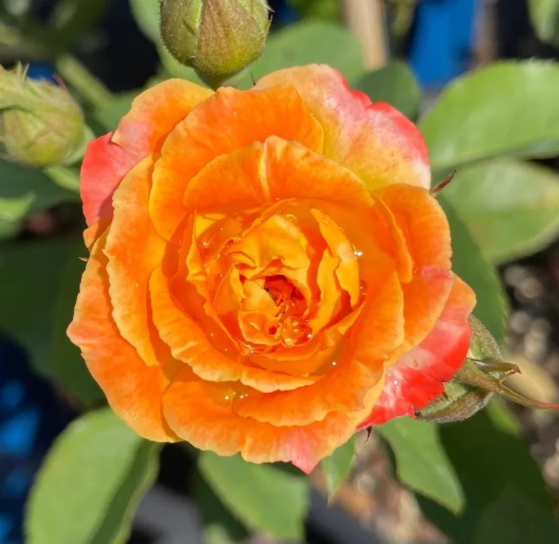 Pinata Climbing Rose Plant Live, Orange & Yellow Heirloom Rose, 4-6 Inch Tall Pinata Climbing Rose Plant Live, Orange & Yellow Heirloom Rose, 4-6 Inch Tall - Image 5