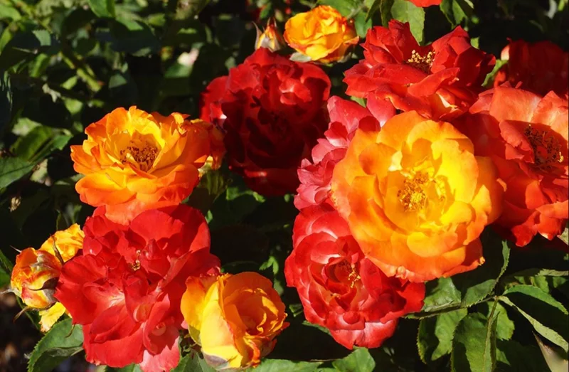 Pinata Climbing Rose Plant Live, Orange & Yellow Heirloom Rose, 4-6 Inch Tall Pinata Climbing Rose Plant Live, Orange & Yellow Heirloom Rose, 4-6 Inch Tall - Image 7
