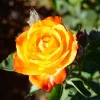 Pinata Climbing Rose Plant Live, Orange & Yellow Heirloom Rose, 4-6 Inch Tall - Image 1