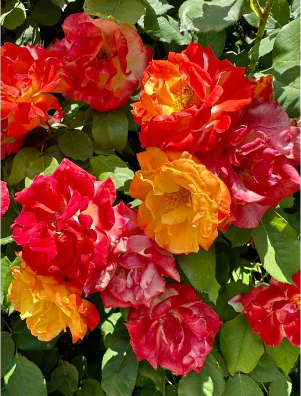 Pinata Climbing Rose Plant Live, Orange & Yellow Heirloom Rose, 4-6 Inch Tall Pinata Climbing Rose Plant Live, Orange & Yellow Heirloom Rose, 4-6 Inch Tall - Image 8