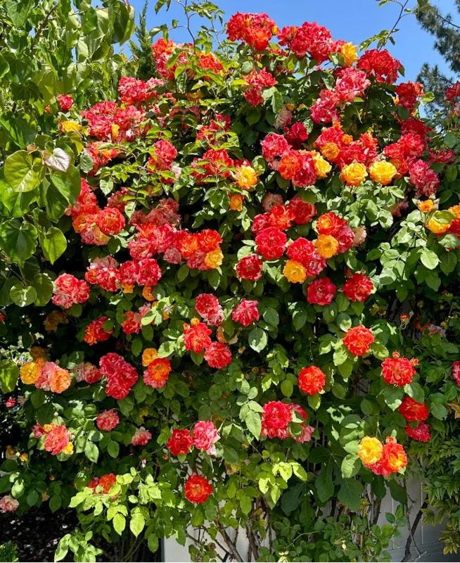 Pinata Climbing Rose Plant Live, Orange & Yellow Heirloom Rose, 4-6 Inch Tall Pinata Climbing Rose Plant Live, Orange & Yellow Heirloom Rose, 4-6 Inch Tall - Image 9