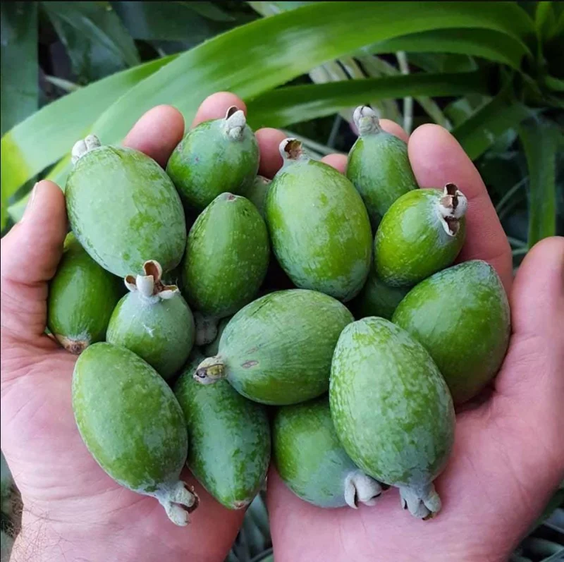 Pineapple Guava Live Starter Plants - 2 Pack, 4-6 Inch Tall, Sweet Tropical Fruit, Fragrant Flowers Pineapple Guava Live Starter Plants - 2 Pack, 4-6 Inch Tall, Sweet Tropical Fruit, Fragrant Flowers - Image 4