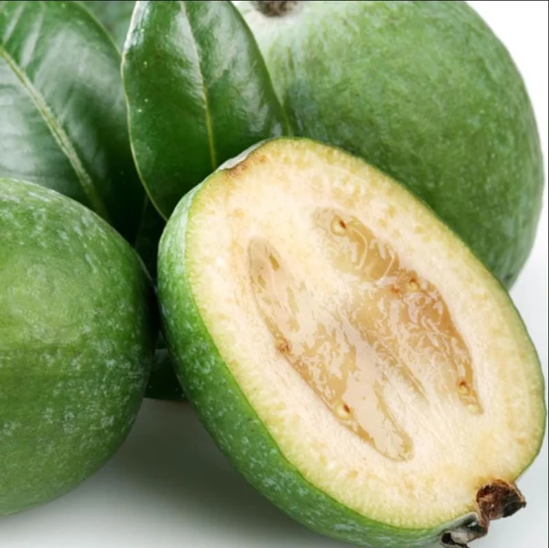 Pineapple Guava Live Starter Plants - 2 Pack, 4-6 Inch Tall, Sweet Tropical Fruit, Fragrant Flowers Pineapple Guava Live Starter Plants - 2 Pack, 4-6 Inch Tall, Sweet Tropical Fruit, Fragrant Flowers - Image 5