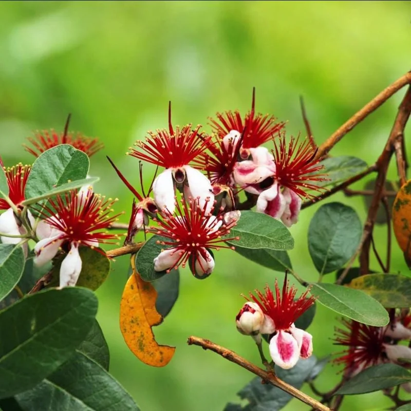 Pineapple Guava Live Starter Plants - 2 Pack, 4-6 Inch Tall, Sweet Tropical Fruit, Fragrant Flowers Pineapple Guava Live Starter Plants - 2 Pack, 4-6 Inch Tall, Sweet Tropical Fruit, Fragrant Flowers - Image 6