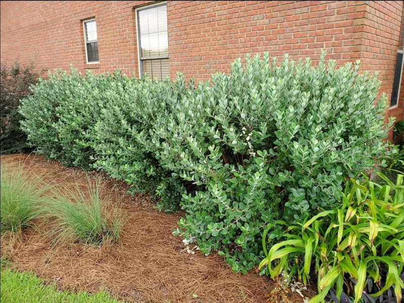 Pineapple Guava Live Starter Plants - 2 Pack, 4-6 Inch Tall, Sweet Tropical Fruit, Fragrant Flowers Pineapple Guava Live Starter Plants - 2 Pack, 4-6 Inch Tall, Sweet Tropical Fruit, Fragrant Flowers - Image 7