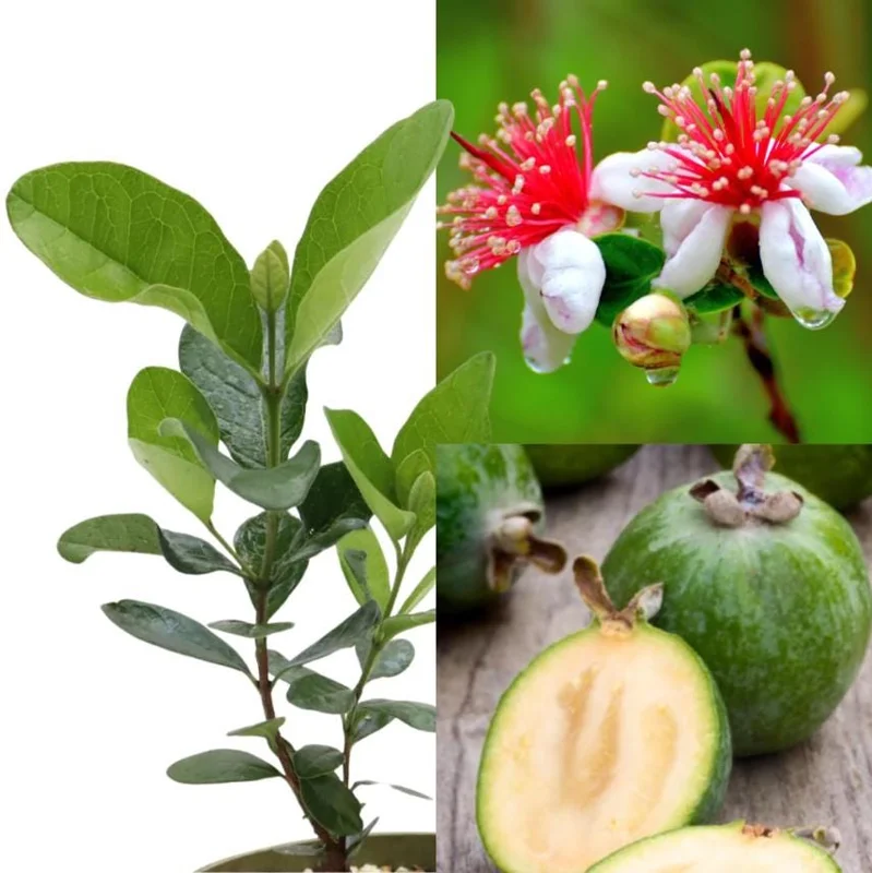 Pineapple Guava Live Starter Plants - 2 Pack, 4-6 Inch Tall, Sweet Tropical Fruit, Fragrant Flowers Pineapple Guava Live Starter Plants - 2 Pack, 4-6 Inch Tall, Sweet Tropical Fruit, Fragrant Flowers - Image 8