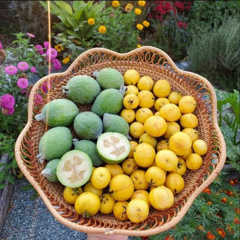 Pineapple Guava Live Starter Plants - 2 Pack, 4-6 Inch Tall, Sweet Tropical Fruit, Fragrant Flowers Pineapple Guava Live Starter Plants - 2 Pack, 4-6 Inch Tall, Sweet Tropical Fruit, Fragrant Flowers - Image 9