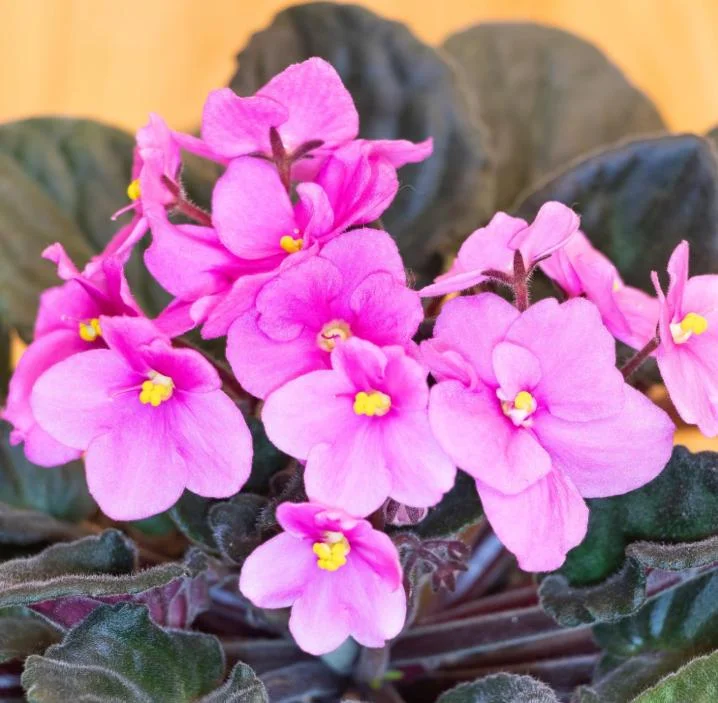 Pink African Violet Live Plant - 3-5 Inch Tall in 4 Inch Pot - Blooming Indoor Houseplant Pink African Violet Live Plant - 3-5 Inch Tall in 4 Inch Pot - Blooming Indoor Houseplant - Image 2