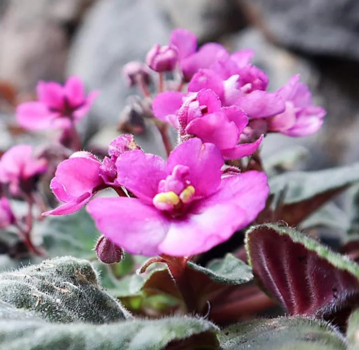 Pink African Violet Live Plant - 3-5 Inch Tall in 4 Inch Pot - Blooming Indoor Houseplant Pink African Violet Live Plant - 3-5 Inch Tall in 4 Inch Pot - Blooming Indoor Houseplant - Image 3