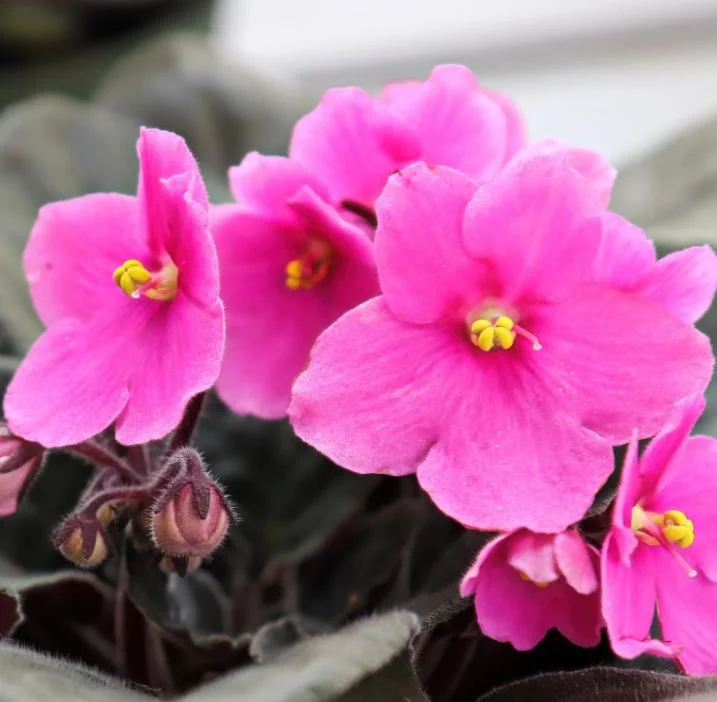 Pink African Violet Live Plant - 3-5 Inch Tall in 4 Inch Pot - Blooming Indoor Houseplant Pink African Violet Live Plant - 3-5 Inch Tall in 4 Inch Pot - Blooming Indoor Houseplant - Image 4