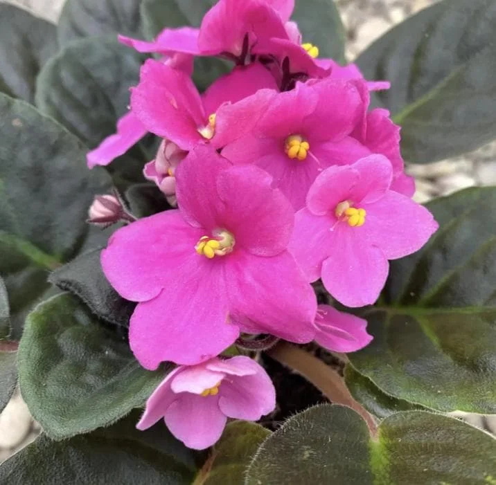 Pink African Violet Live Plant - 3-5 Inch Tall in 4 Inch Pot - Blooming Indoor Houseplant Pink African Violet Live Plant - 3-5 Inch Tall in 4 Inch Pot - Blooming Indoor Houseplant - Image 5