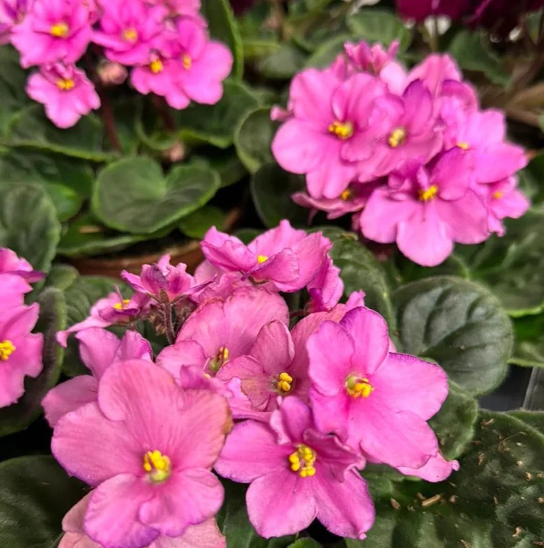 Pink African Violet Live Plant - 3-5 Inch Tall in 4 Inch Pot - Blooming Indoor Houseplant Pink African Violet Live Plant - 3-5 Inch Tall in 4 Inch Pot - Blooming Indoor Houseplant - Image 6