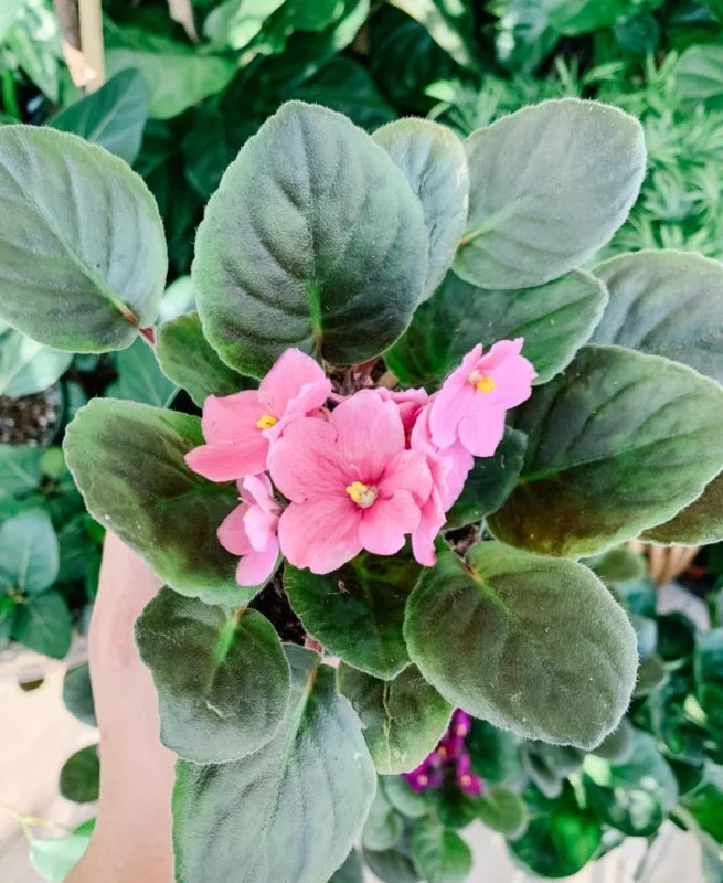 Pink African Violet Live Plant - 3-5 Inch Tall in 4 Inch Pot - Blooming Indoor Houseplant Pink African Violet Live Plant - 3-5 Inch Tall in 4 Inch Pot - Blooming Indoor Houseplant - Image 7