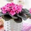 Pink African Violet Live Plant - 3-5 Inch Tall in 4 Inch Pot - Blooming Indoor Houseplant Pink African Violet Live Plant - 3-5 Inch Tall in 4 Inch Pot - Blooming Indoor Houseplant - Image 1