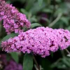 Pink Butterfly Bush Live Plant - Buddleia Davidii - Fragrant Flowers - 5-9 Inch Tall - Image 1