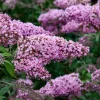 Pink Butterfly Bush Live Plants - Set of 2 Buddleia Davidii, 5-9 Inch Tall Outdoor Shrubs - Image 1