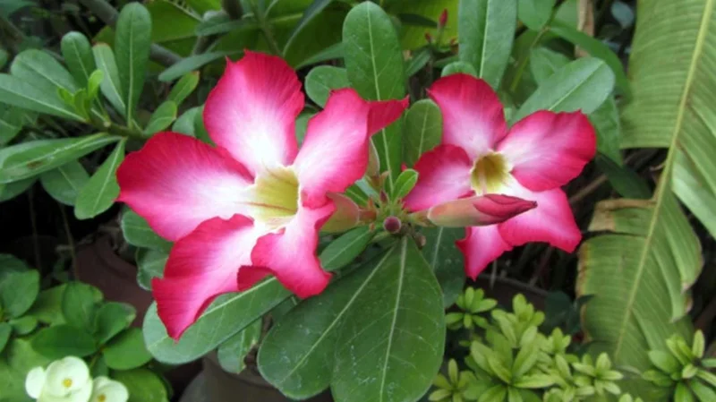 Pink Desert Rose Live Plant - Adenium Obesum Starter - 4-6" Tall - Succulent Flower Pink Desert Rose Live Plant - Adenium Obesum Starter - 4-6" Tall - Succulent Flower - Image 3