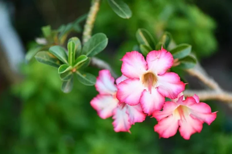 Pink Desert Rose Live Plant - Adenium Obesum Starter - 4-6" Tall - Succulent Flower Pink Desert Rose Live Plant - Adenium Obesum Starter - 4-6" Tall - Succulent Flower - Image 4