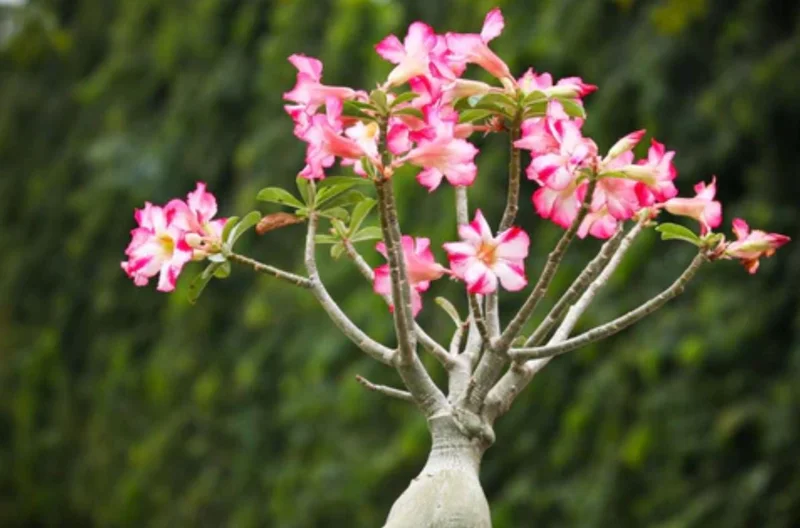 Pink Desert Rose Live Plant - Adenium Obesum Starter - 4-6" Tall - Succulent Flower Pink Desert Rose Live Plant - Adenium Obesum Starter - 4-6" Tall - Succulent Flower - Image 5