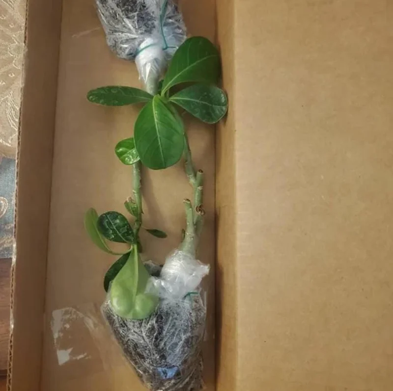 Pink Desert Rose Live Plant - Adenium Obesum Starter - 4-6" Tall - Succulent Flower Pink Desert Rose Live Plant - Adenium Obesum Starter - 4-6" Tall - Succulent Flower - Image 6