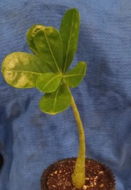 Pink Desert Rose Live Plant - Adenium Obesum Starter - 4-6" Tall - Succulent Flower Pink Desert Rose Live Plant - Adenium Obesum Starter - 4-6" Tall - Succulent Flower - Image 7