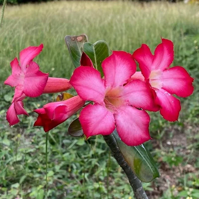 Pink Desert Rose Live Plant - Adenium Obesum Starter - 4-6" Tall - Succulent Flower Pink Desert Rose Live Plant - Adenium Obesum Starter - 4-6" Tall - Succulent Flower - Image 8