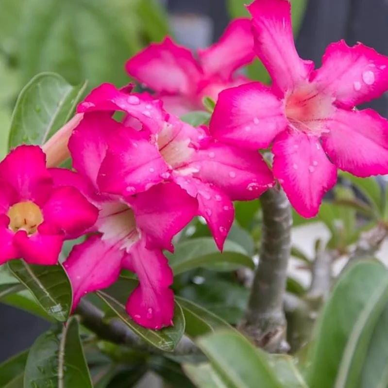 Pink Desert Rose Live Plant - Adenium Obesum Starter - 4-6" Tall - Succulent Flower Pink Desert Rose Live Plant - Adenium Obesum Starter - 4-6" Tall - Succulent Flower - Image 9