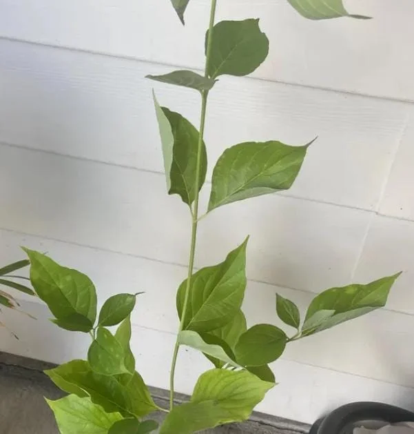 Pink Dogwood Sapling Tree - 10-16" Tall Live Plant - 1 Quart Pot - Cornus florida Pink Dogwood Sapling Tree - 10-16" Tall Live Plant - 1 Quart Pot - Cornus florida - Image 4