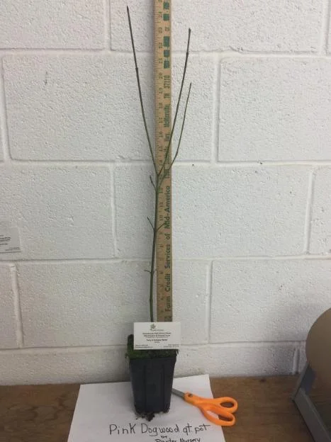 Pink Dogwood Sapling Tree - 10-16" Tall Live Plant - 1 Quart Pot - Cornus florida Pink Dogwood Sapling Tree - 10-16" Tall Live Plant - 1 Quart Pot - Cornus florida - Image 5