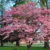 Pink Dogwood Sapling Tree - 10-16" Tall Live Plant - 1 Quart Pot - Cornus florida - Image 1