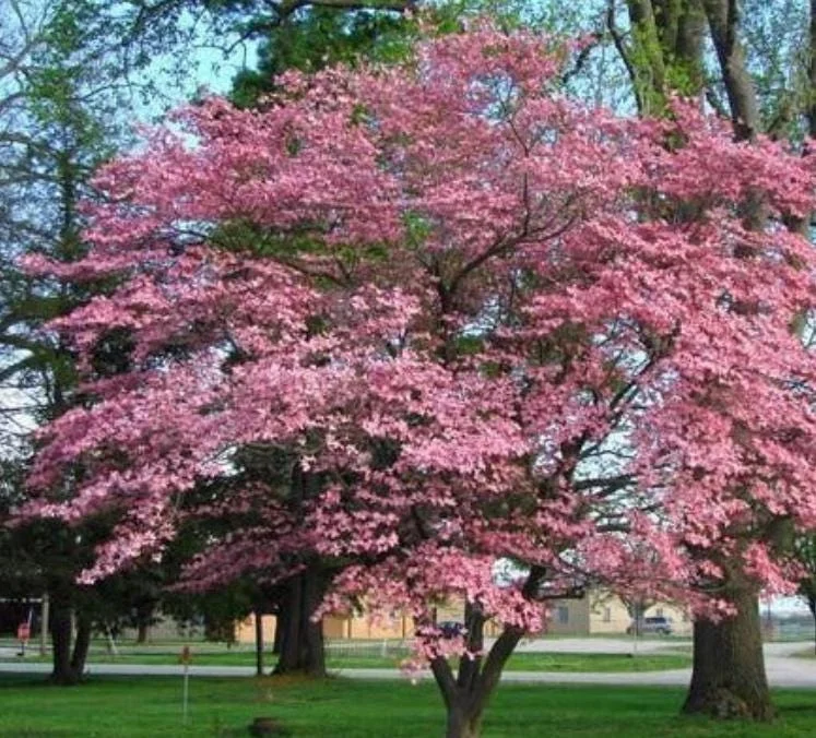 Pink Dogwood Sapling Tree - 10-16" Tall Live Plant - 1 Quart Pot - Cornus florida Pink Dogwood Sapling Tree - 10-16" Tall Live Plant - 1 Quart Pot - Cornus florida - Image 1
