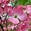 Pink Dogwood Sapling Tree - Live Plant, 10-16" Tall, 1 Quart Pot, Ornamental - Image 1