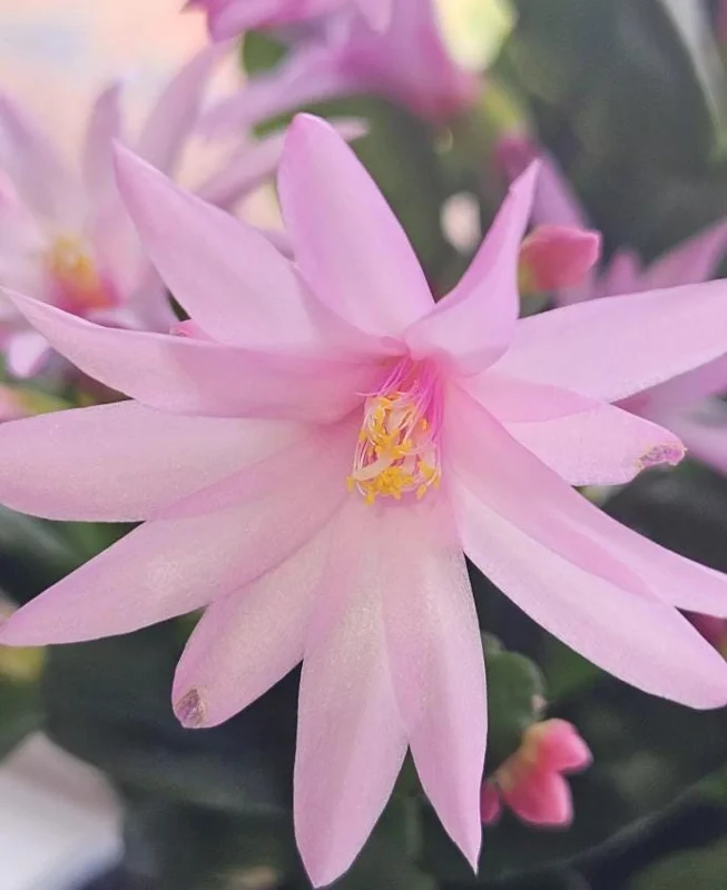 Pink Easter Cactus Live Plant - Rhipsalidopsis - 5-6 Inch Tall, 3.5 Inch Pot Pink Easter Cactus Live Plant - Rhipsalidopsis - 5-6 Inch Tall, 3.5 Inch Pot - Image 2